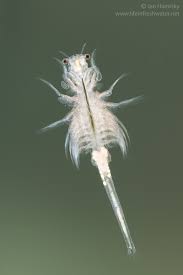 Brine shrimp